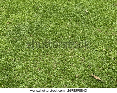 A high angle full frame close up view of a perfectly manicured bright green lawn or turf showing dense healthy blades of grass Ideal for use as a seamless natural background or texture element