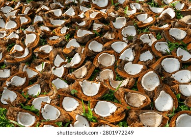 High angle full frame of many halved coconuts drying on the grass to make copra.