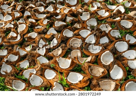 High angle full frame of many halved coconuts drying on the grass to make copra.