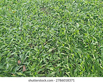 High angle full frame texture of lush green mini elephant grass or axonopus compressus lawn in a tropical garden.
