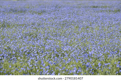 A high angle full frame view of a dense field completely covered with blooming blue flax flowers. This natural purple floral pattern creates a perfect textured background with copy space.