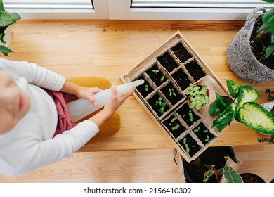 High Angle Of A Girl Sitting On A Window Sill, Holding Spray Bottle. She Is Taking Care Of Plant Seedlings, Her Face Half Cropped