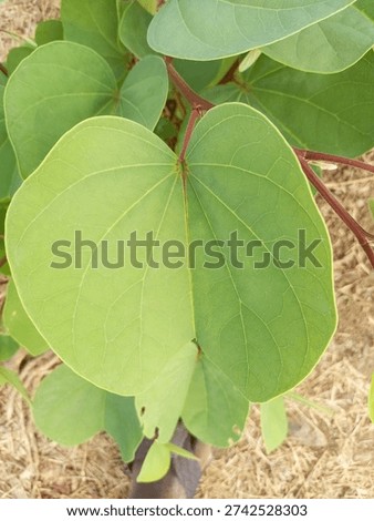 a high angle macro shot af a fresh green leaf showing distinct veins and symmetricl distinct veins 