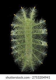 High angle macro shot of a Common Baron caterpillar against a dark black background.
