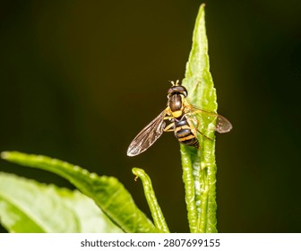 High angle macro shot of a striped hoverfly resting on a green leaf with a dark blurry background (Syrphidae sp.)