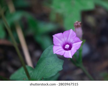 High angle macro view of a single purple wild morning glory flower blooming beautifully in the field with soft green foliage background