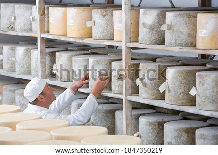 A high angle medium shot of a cheese maker checking old farmhouse cheddar cheese wheels on the shelf of a cellar.