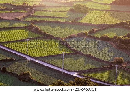 High angle and morning view of vegetable field and stonewall with road at Gujwa-eup near Jeju-si, Jeju-do, South Korea
