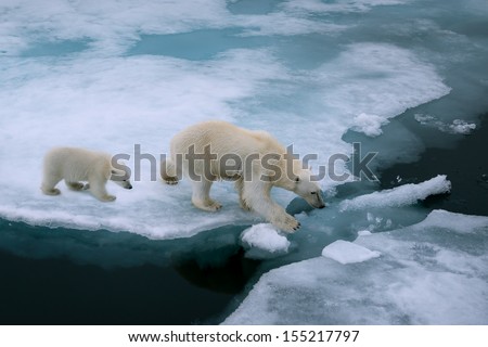 high angle of mother polar bear and cub walking on ice floe in arctic ocean north of svalbard norway