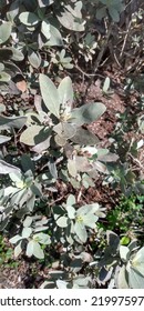 High Angle Of Native Plants In Our Community Park.