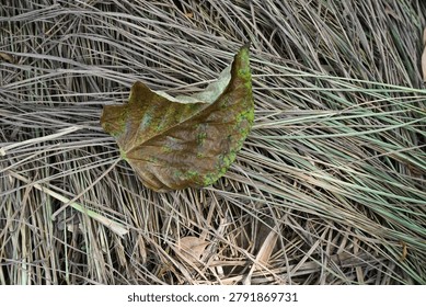 High angle overhead view of a textured brown and green autumn leaf resting on a dense bed of withered thatched grass straw, creating a natural rustic seasonal backdrop.