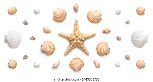 Gran ángulo, vista panorámica de las estrellas de mar y conchas aisladas en fondo blanco 