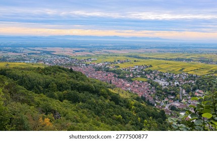 High angle panoramic view of Ribeauvillé town and Alsace valley in autumn. Scenic landscape with historic architecture, yellow vineyards and Voges mountains under a soft morning sky. France.