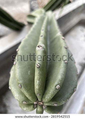 High angle perspective of a thick spineless succulent growing in a modern garden container.Detailed view of the apex and ribs of a healthy Trichocereus scopulicola cactus plant.