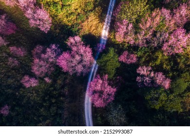 High Angle Photo Of Pink Cherry Blossom Tree At Phu Lom Lo In Phitsanulok, Thailand. Aerial View Nature Landscape In Springtime