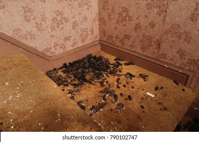 15 Raccoon Poop Images Stock Photos Vectors Shutterstock   High Angle Raccoon Poop On 260nw 790102747 