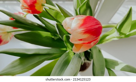 High Angle Red Yellow Tulip Close Up In Bouquet On Window Sill