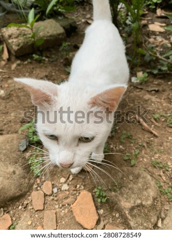 High angle shot of a beautiful white cat with odd eyes walking outdoors in the garden.