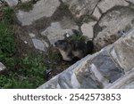 A high angle shot of the bobak marmot near plants on the ground