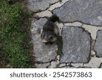 A high angle shot of the bobak marmot near plants on the ground