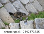 A high angle shot of the bobak marmot near plants on the ground