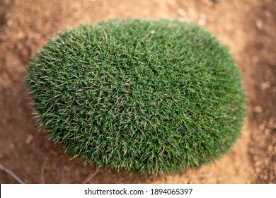A high angle shot of a circle of grass on the soil surface