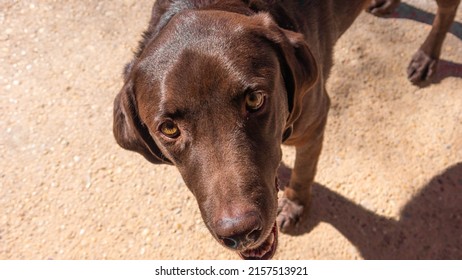 A High Angle Shot Of A Dark Brown Labrador Retriever