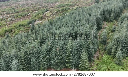High angle shot of dense Sitka spruce trees and clearings in rural Scotland.