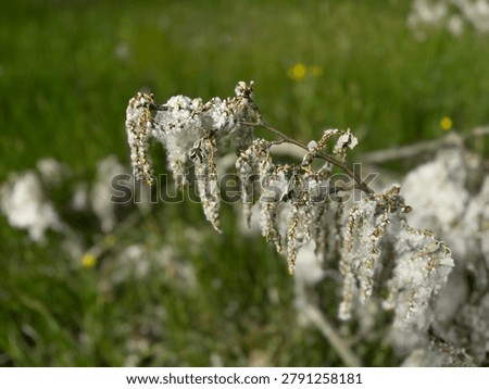 High angle shot of a fallen white poplar (Populus alba) tree branch covered in dense white cottony fluff seed fibers on a green meadow field. Beautiful seasonal nature asset for botany and allergies.