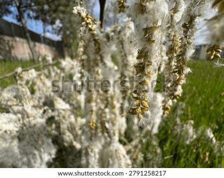 High angle shot of a fallen white poplar (Populus alba) tree branch covered in dense white cottony fluff seed fibers on a green meadow field. Beautiful seasonal nature asset for botany and allergies.