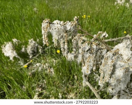 High angle shot of a fallen white poplar (Populus alba) tree branch covered in dense white cottony fluff seed fibers on a green meadow field. Beautiful seasonal nature asset for botany and allergies.