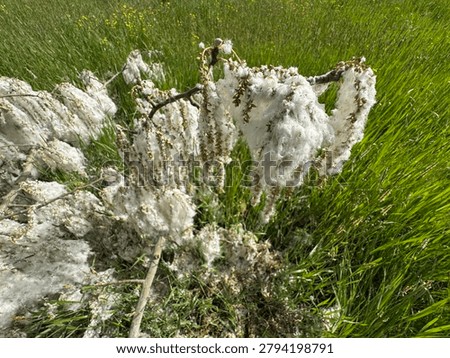 High angle shot of a fallen white poplar (Populus alba) tree branch covered in dense white cottony fluff seed fibers on a green meadow field. Beautiful seasonal nature asset for botany and allergies.