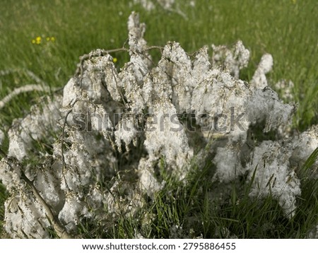 High angle shot of a fallen white poplar (Populus alba) tree branch covered in dense white cottony fluff seed fibers on a green meadow field. Beautiful seasonal nature asset for botany and allergies.