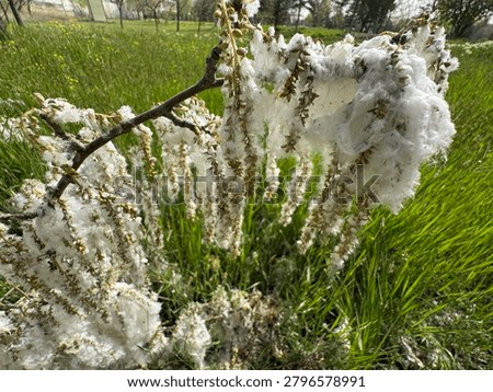 High angle shot of a fallen white poplar (Populus alba) tree branch covered in dense white cottony fluff seed fibers on a green meadow field. Beautiful seasonal nature asset for botany and allergies.