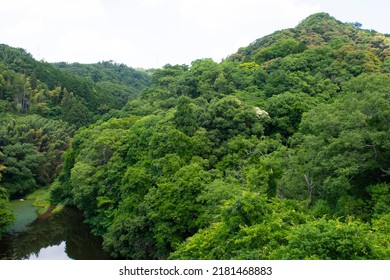 High Angle Shot Of Green Rain Forest Canopy In Japan.