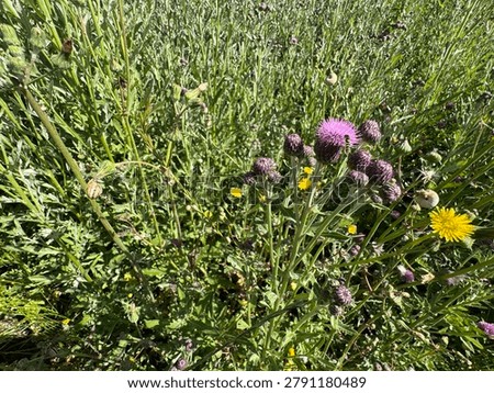 High angle shot of a hoverfly insect on a blooming Canada thistle (Cirsium arvense) flower with multiple wild snails on green stems. Rich biodiversity and meadow habitat asset for nature backgrounds.