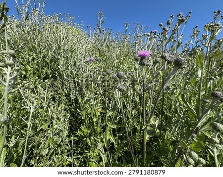 High angle shot of a hoverfly insect on a blooming Canada thistle (Cirsium arvense) flower with multiple wild snails on green stems. Rich biodiversity and meadow habitat asset for nature backgrounds.