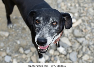 A High Angle Shot Of A Japanese Terrier Dog Standing On The Rocks