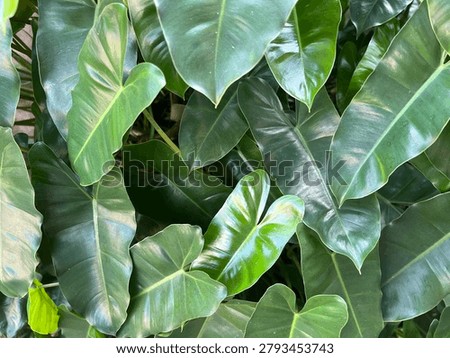 High angle shot of lush and dense Philodendron Burle Marx foliage growing in the garden.