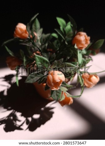 High angle shot of orange artificial flowers in a pot with dramatic harsh sunlight and deep dark shadows, minimalist indoor decor.