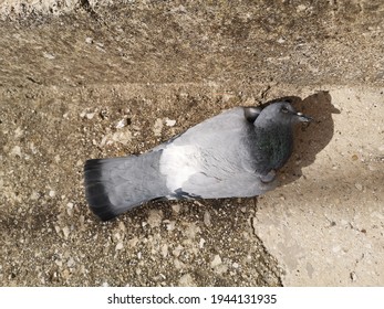 High Angle Shot Pigeon Dead On Stock Photo 1944131935 | Shutterstock