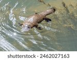 a high angle shot of a platypus swimming to the left in the broken river at eungella national park of queensland , australia