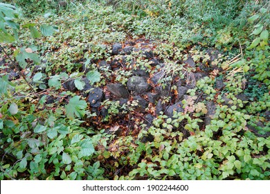 A High Angle Shot Of The Rocks With Crawling Vines