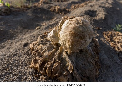 High Angle Shot Of Rotten Lettuce On A Farm