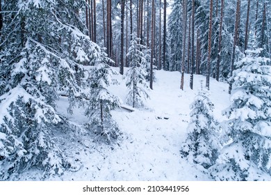 High Angle Shot Of A Snowy Boreal Forest With Tall Pine Tree Trunks In Estonia, Northern Europe.