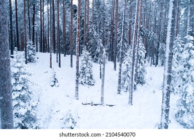 High Angle Shot Of A Snowy Boreal Forest With Tall Pine Tree Trunks In Estonia, Northern Europe.