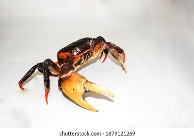 A High Angle Shot Of A Terrestrial Crab On A White Surface