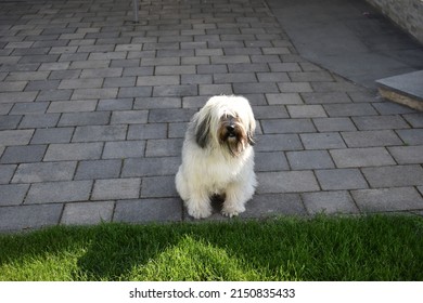 A High Angle Shot Of A Tibetan Terrier On A Sidewalk Next To A Mowed Lawn