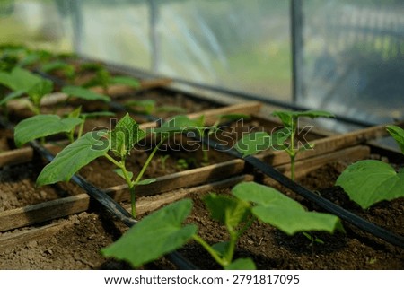 High angle shot of young cucumber plants growing in organized wooden grid sections with black drip irrigation hoses running through the soil. Perfect layout for modern sustainable farming