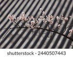 High angle and spring view of plum blossom with white flowers and stem against tile roof of tile house at Changdeokgung Palace near Jongno-gu, Seoul, South Korea
